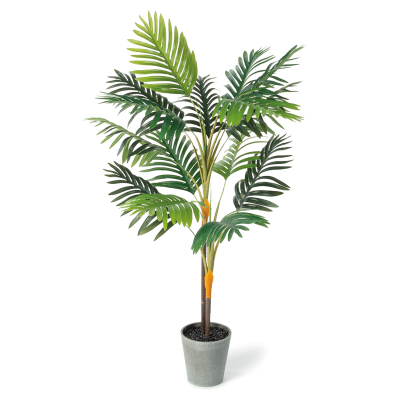 location plante palmier