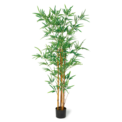 location-plante-bambou-1m50